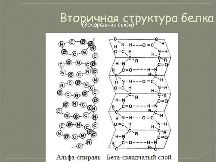 Вторичная структура белка (Водородные связи)