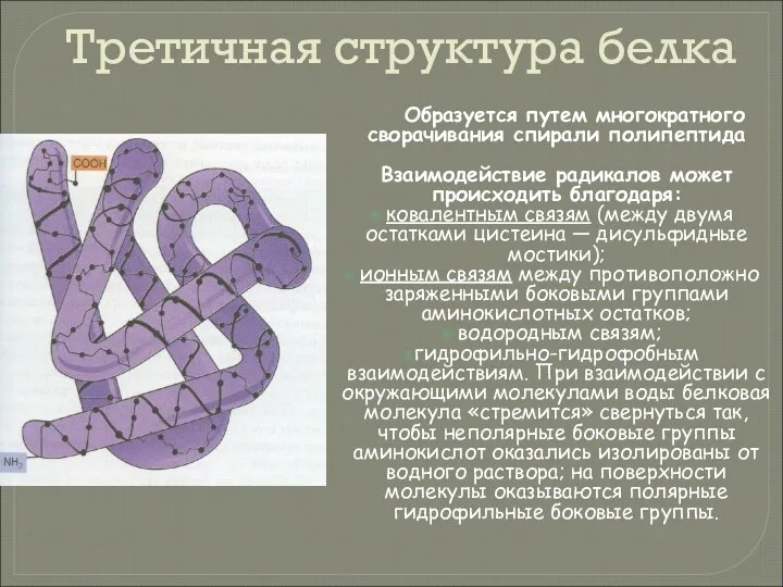 Третичная структура белка Образуется путем многократного сворачивания спирали полипептида Взаимодействие радикалов