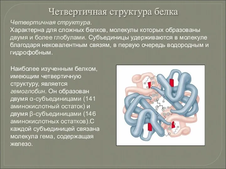 Наиболее изученным белком, имеющим четвертичную структуру, является гемоглобин. Он образован двумя