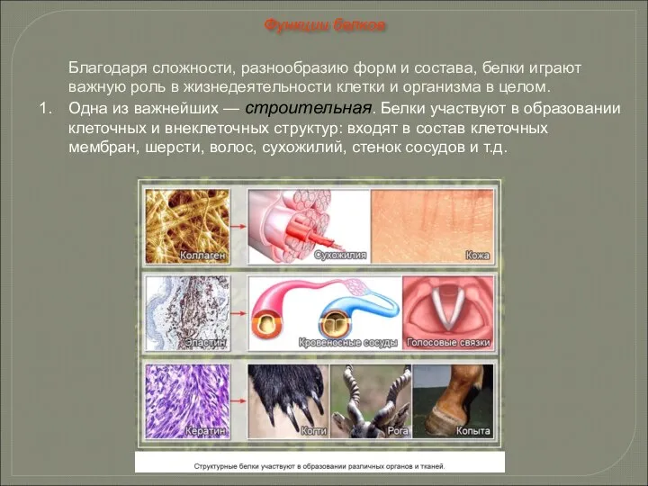Благодаря сложности, разнообразию форм и состава, белки играют важную роль в
