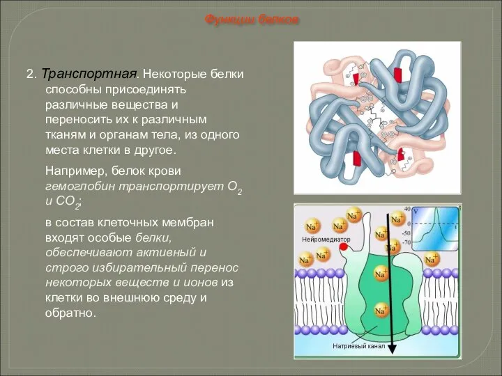 2. Транспортная. Некоторые белки способны присоединять различные вещества и переносить их