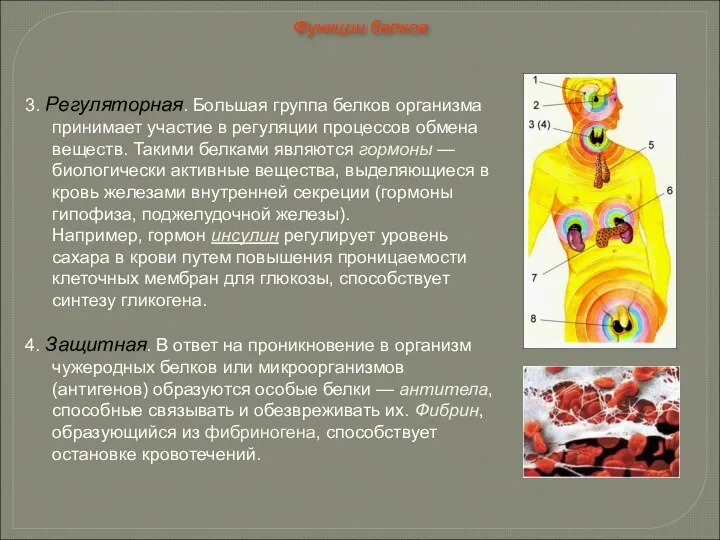 3. Регуляторная. Большая группа белков организма принимает участие в регуляции процессов