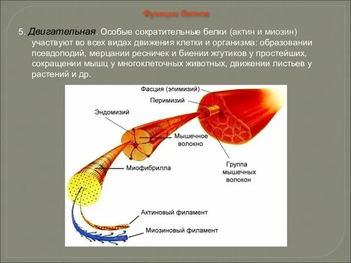 5. Двигательная. Особые сократительные белки (актин и миозин) участвуют во всех