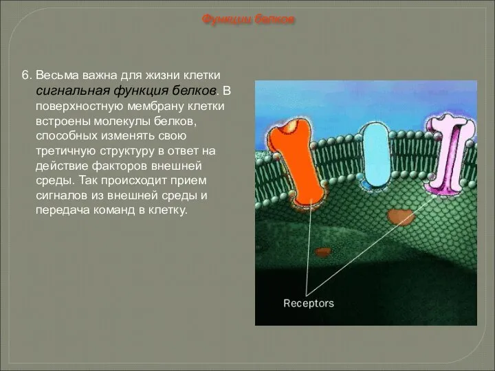6. Весьма важна для жизни клетки сигнальная функция белков. В поверхностную