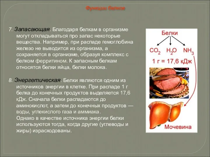 7. Запасающая. Благодаря белкам в организме могут откладываться про запас некоторые