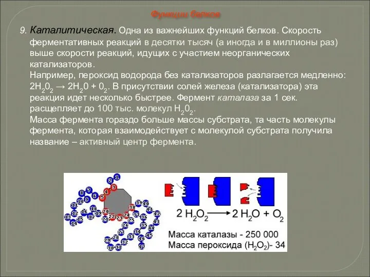 9. Каталитическая. Одна из важнейших функций белков. Скорость ферментативных реакций в