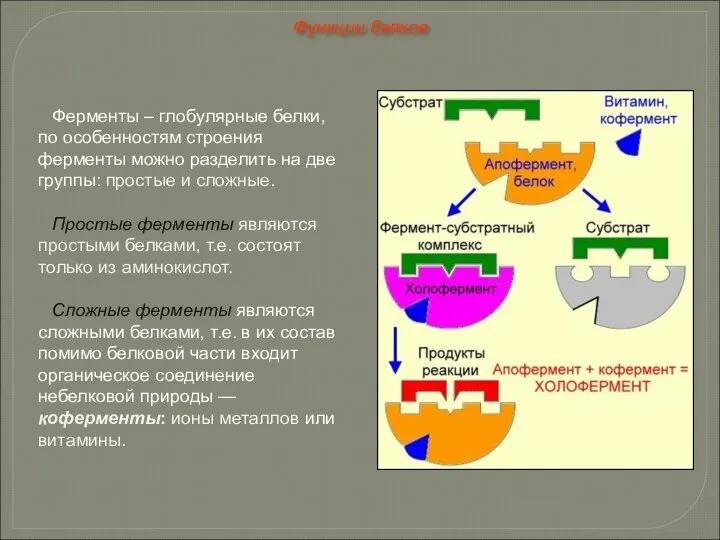 Ферменты – глобулярные белки, по особенностям строения ферменты можно разделить на