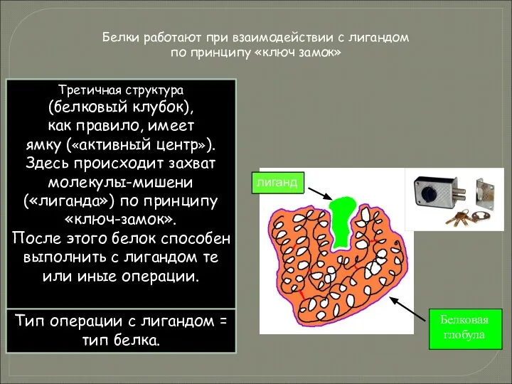 Третичная структура (белковый клубок), как правило, имеет ямку («активный центр»). Здесь