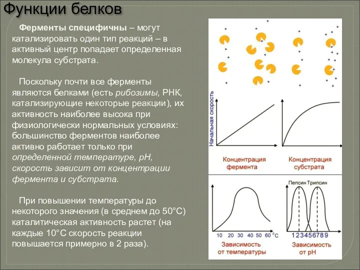 Ферменты специфичны – могут катализировать один тип реакций – в активный