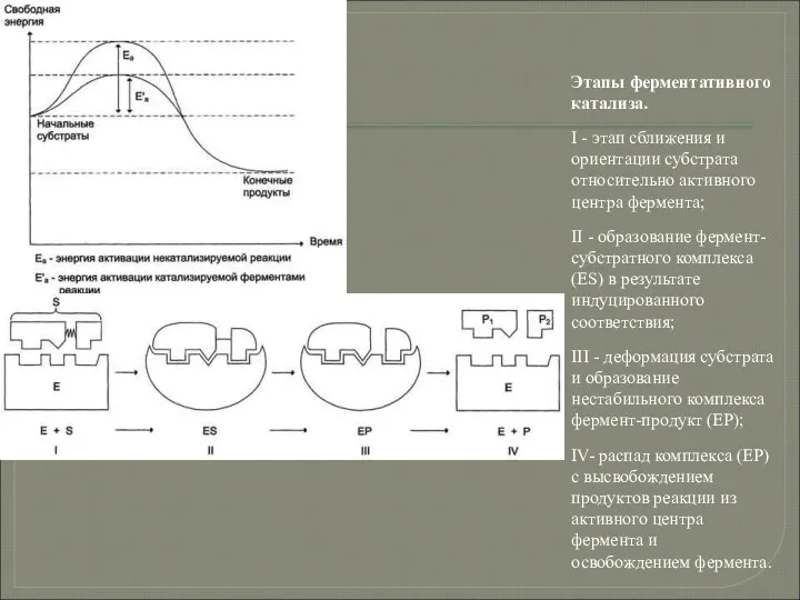 Этапы ферментативного катализа. I - этап сближения и ориентации субстрата относительно