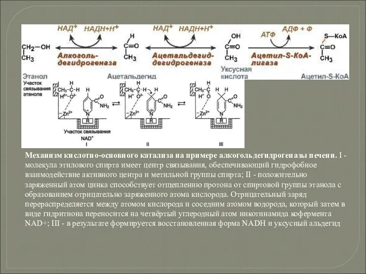 Механизм кислотно-основного катализа на примере алкогольдегидрогеназы печени. I - молекула этилового
