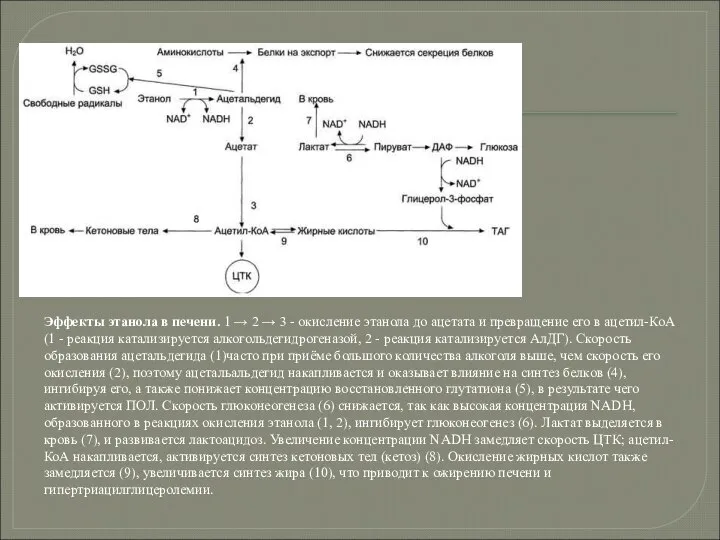 Эффекты этанола в печени. 1 → 2 → 3 - окисление