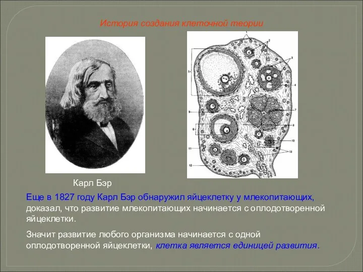 Карл Бэр Еще в 1827 году Карл Бэр обнаружил яйцеклетку у