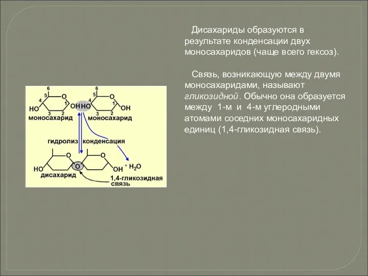 Дисахариды образуются в результате конденсации двух моносахаридов (чаще всего гексоз). Связь,