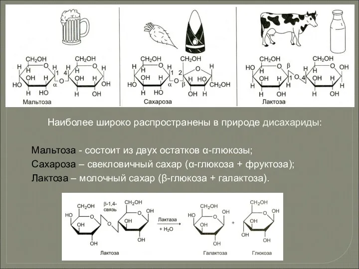 Наиболее широко распространены в природе дисахариды: Мальтоза - состоит из двух