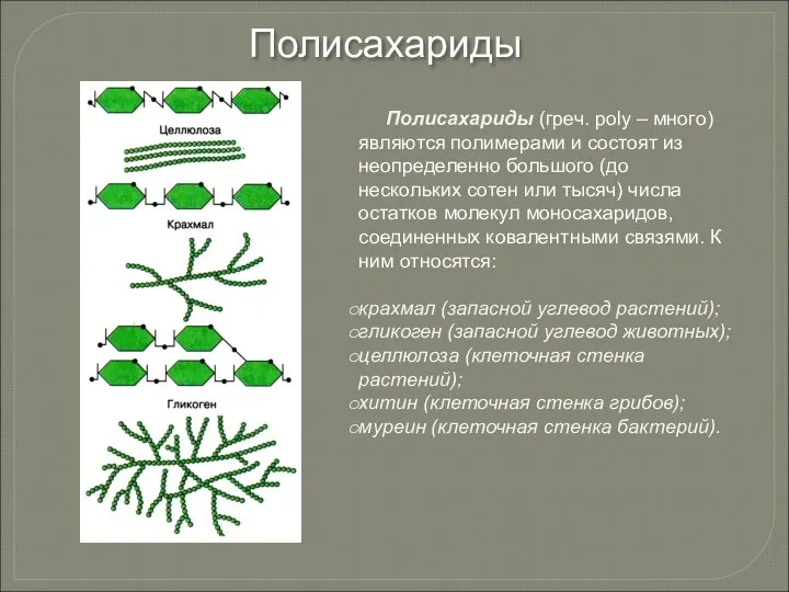 Полисахариды (греч. poly – много) являются полимерами и состоят из неопределенно