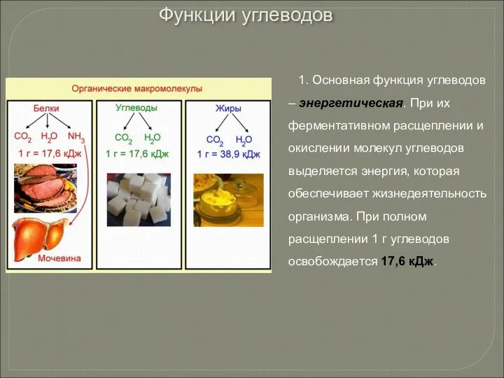 1. Основная функция углеводов – энергетическая. При их ферментативном расщеплении и