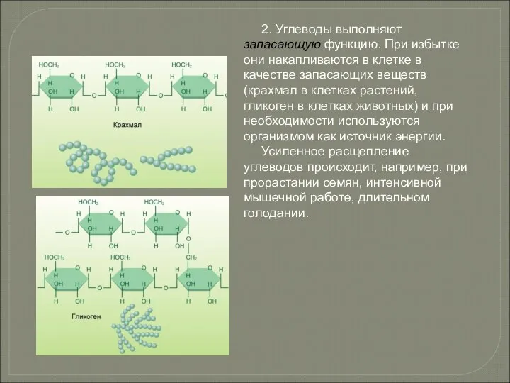 2. Углеводы выполняют запасающую функцию. При избытке они накапливаются в клетке