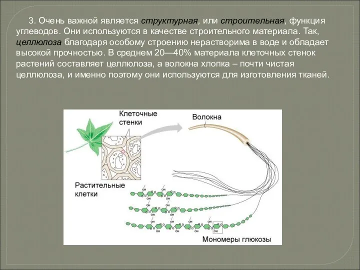 3. Очень важной является структурная, или строительная, функция углеводов. Они используются