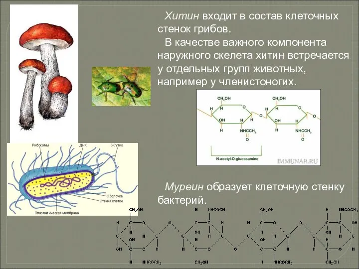 Хитин входит в состав клеточных стенок грибов. В качестве важного компонента