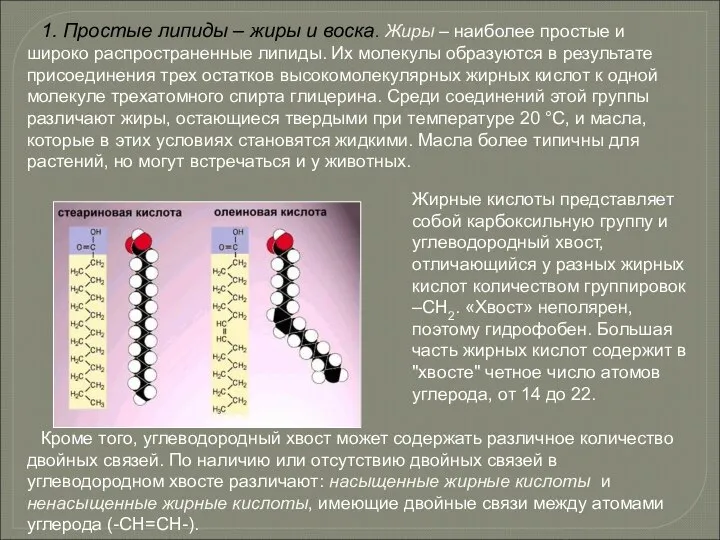 1. Простые липиды – жиры и воска. Жиры – наиболее простые