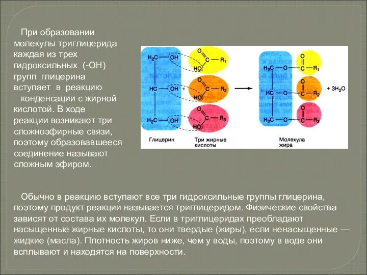 При образовании молекулы триглицерида каждая из трех гидроксильных (-ОН) групп глицерина