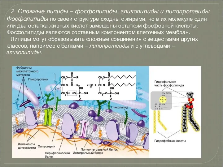 2. Сложные липиды – фосфолипиды, гликолипиды и липопротеиды. Фосфолипиды по своей