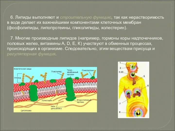 6. Липиды выполняют и строительную функцию, так как нерастворимость в воде