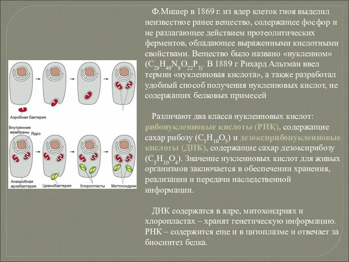 Ф.Мишер в 1869 г. из ядер клеток гноя выделил неизвестное ранее