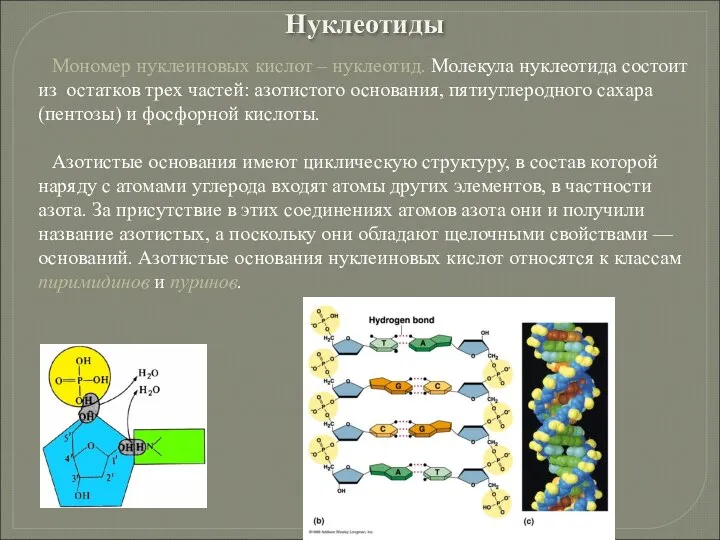 Мономер нуклеиновых кислот – нуклеотид. Молекула нуклеотида состоит из остатков трех