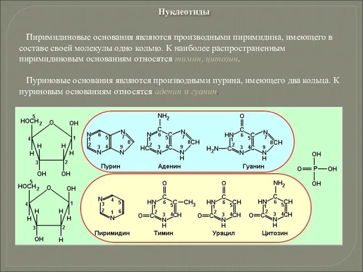 Пиримидиновые основания являются производными пиримидина, имеющего в составе своей молекулы одно