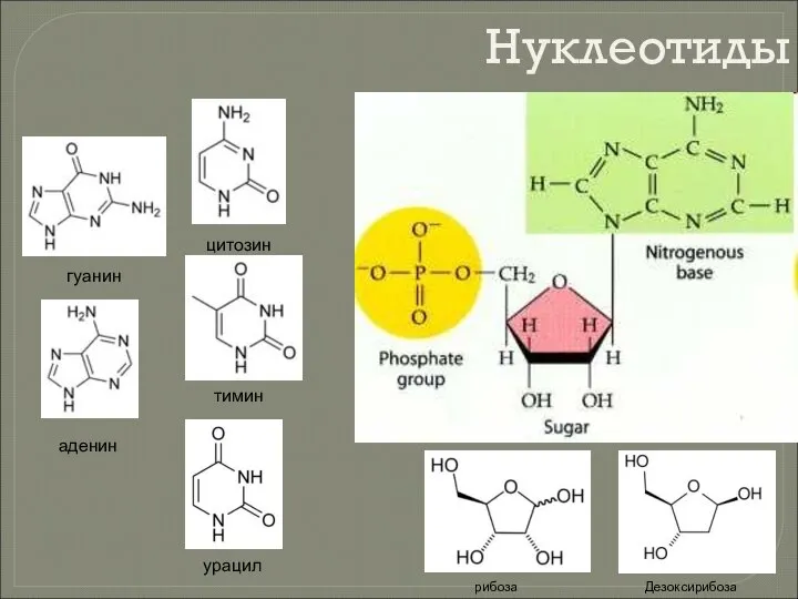 Нуклеотиды тимин аденин цитозин гуанин Дезоксирибоза урацил рибоза