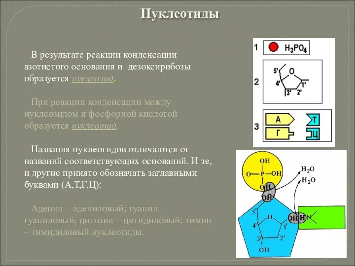 В результате реакции конденсации азотистого основания и дезоксирибозы образуется нуклеозид. При