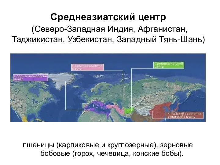 Среднеазиатский центр (Северо-Западная Индия, Афганистан, Таджикистан, Узбекистан, Западный Тянь-Шань) пшеницы (карликовые