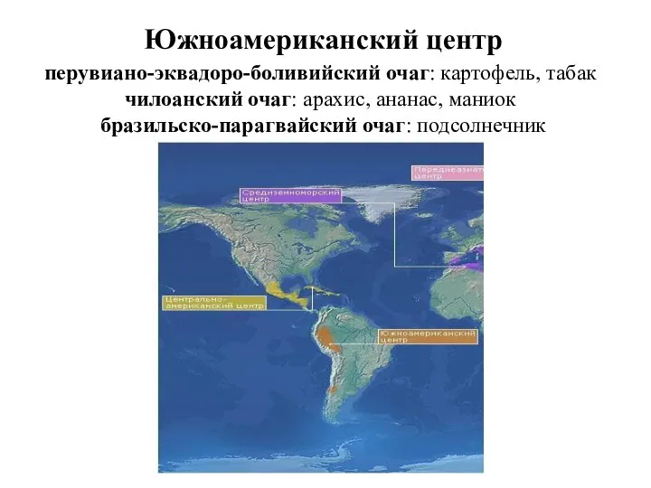 Южноамериканский центр перувиано-эквадоро-боливийский очаг: картофель, табак чилоанский очаг: арахис, ананас, маниок бразильско-парагвайский очаг: подсолнечник