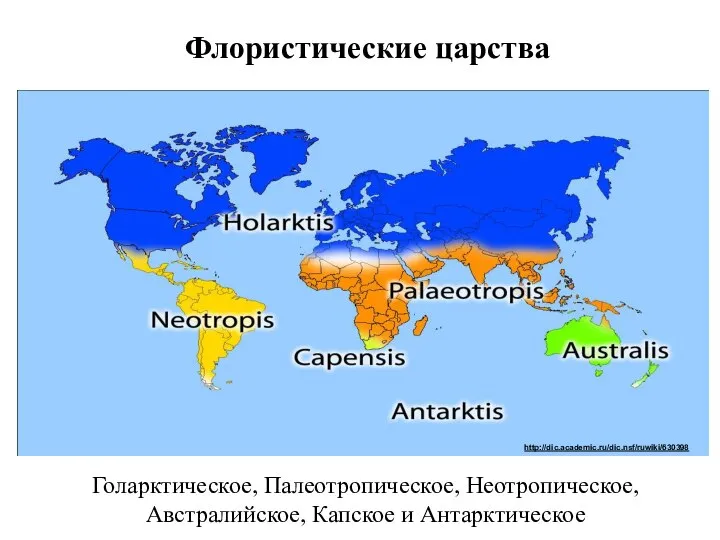 Флористические царства Голарктическое, Палеотропическое, Неотропическое, Австралийское, Капское и Антарктическое http://dic.academic.ru/dic.nsf/ruwiki/630398