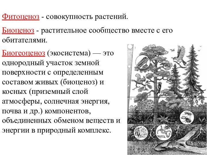 Фитоценоз - совокупность растений. Биоценоз - растительное сообщество вместе с его