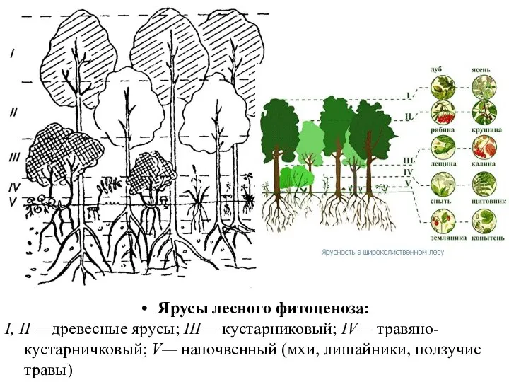 Ярусы лесного фитоценоза: I, II —древесные ярусы; III— кустарниковый; IV— травяно-кустарничковый;
