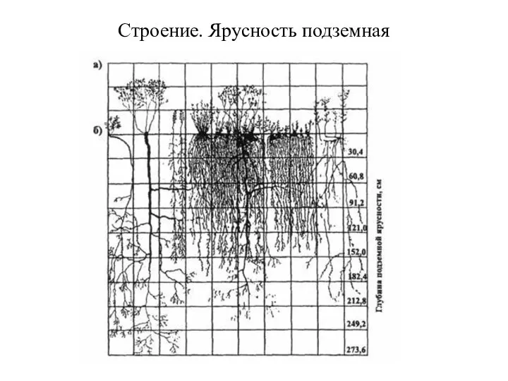 Строение. Ярусность подземная