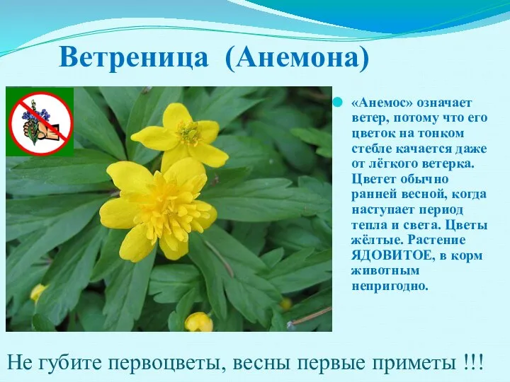Ветреница (Анемона) «Анемос» означает ветер, потому что его цветок на тонком