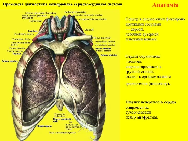 Променева діагностика захворювань серцево-судинної системи Анатомія Нижняя поверхность сердца опирается на