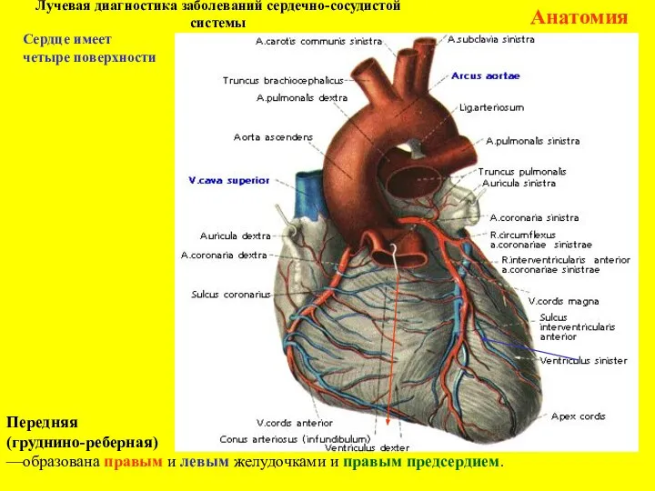Лучевая диагностика заболеваний сердечно-сосудистой системы Анатомия Передняя (груднино-реберная) —образована правым и
