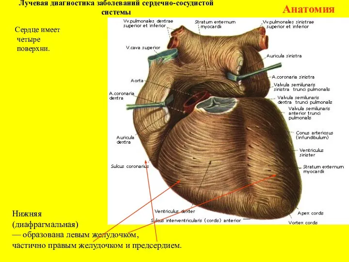 Лучевая диагностика заболеваний сердечно-сосудистой системы Анатомия Нижняя (диафрагмальная) — образована левым