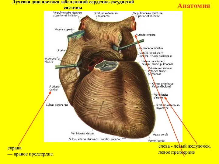 Лучевая диагностика заболеваний сердечно-сосудистой системы Анатомия справа — правое предсердие. слева - левый желудочек, левое предсердие