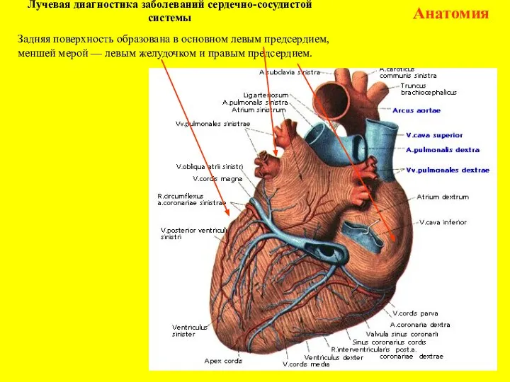 Лучевая диагностика заболеваний сердечно-сосудистой системы Анатомия Задняя поверхность образована в основном