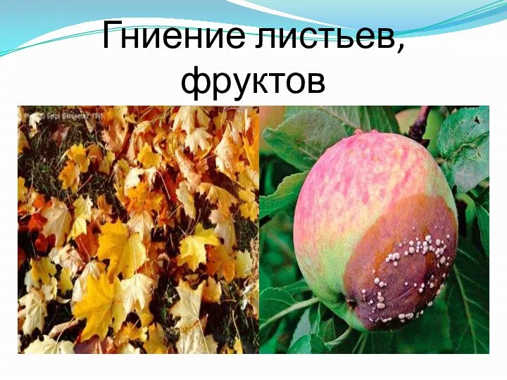 Гниение листьев, фруктов