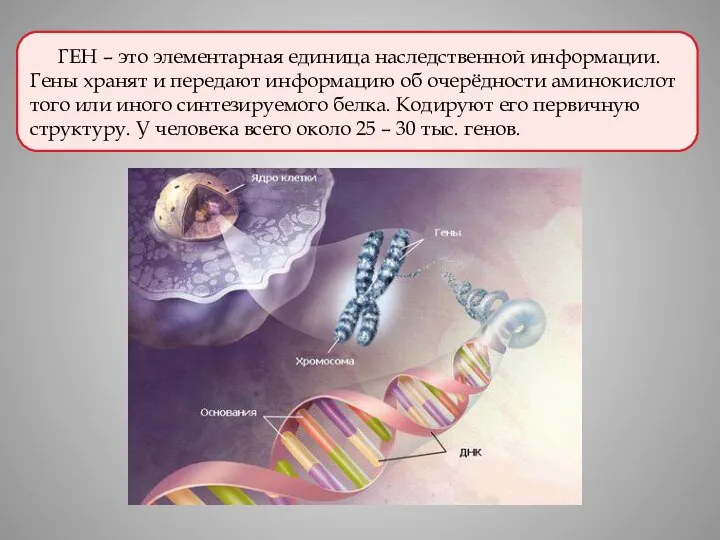 ГЕН – это элементарная единица наследственной информации. Гены хранят и передают