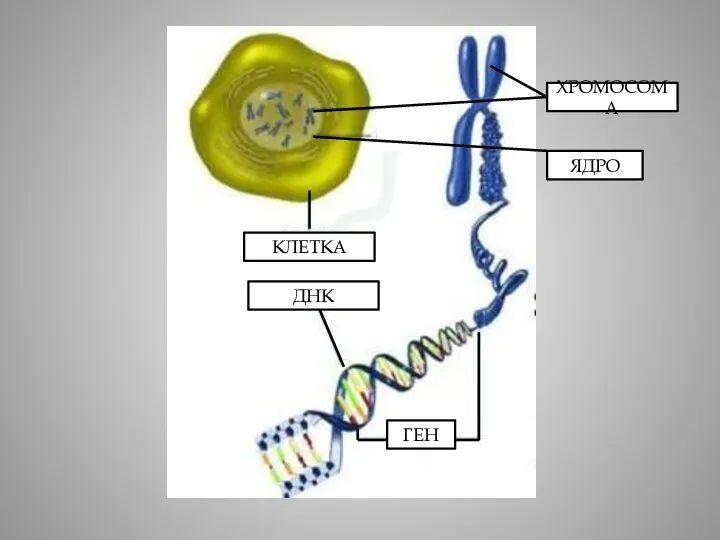 ХРОМОСОМА ГЕН ДНК КЛЕТКА ЯДРО