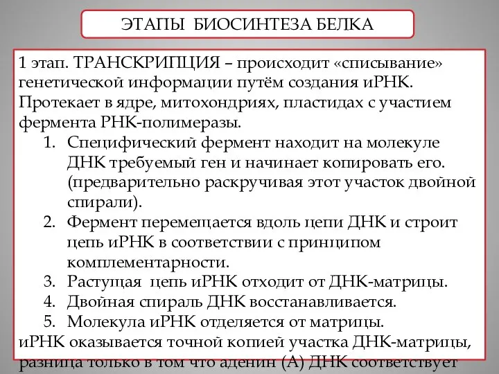 ЭТАПЫ БИОСИНТЕЗА БЕЛКА 1 этап. ТРАНСКРИПЦИЯ – происходит «списывание» генетической информации