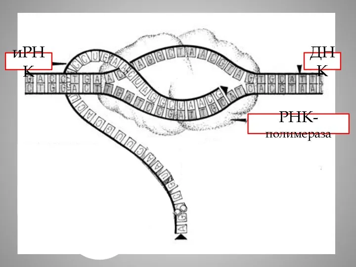 иРНК ДНК РНК-полимераза